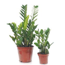 ZZ Plant